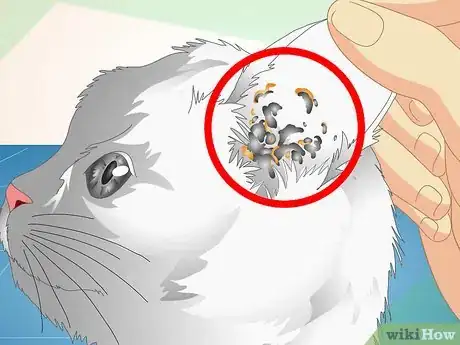 Image intitulée Check Cats for Ear Mites Step 3