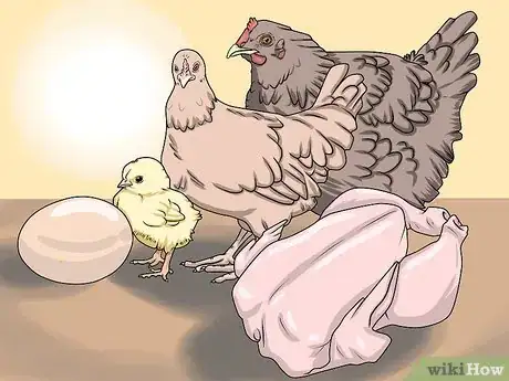 Image intitulée Take Care of Chickens Step 8