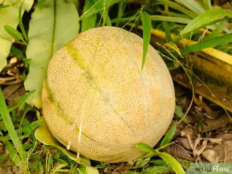 Image intitulée Ripen a Cantaloupe Step 1