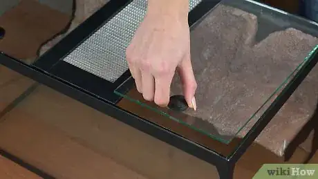 Image intitulée Care for a Leopard Gecko Step 1