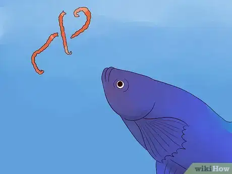 Image intitulée Tell if a Betta Fish Is Sick Step 11