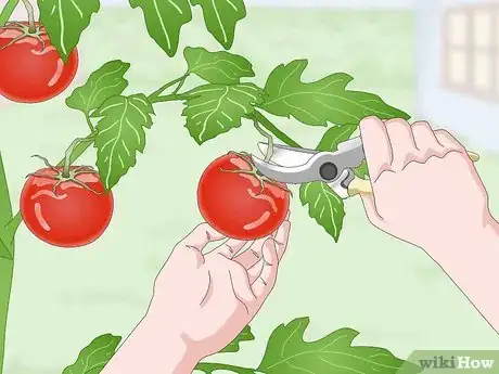 Image intitulée Pick Tomatoes Step 8