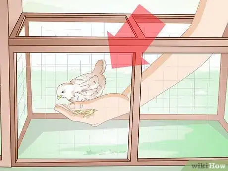 Image intitulée Care for a Chick Step 16