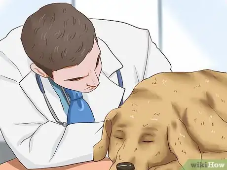 Image intitulée Ease Your Dog's Stomach Problems Step 7