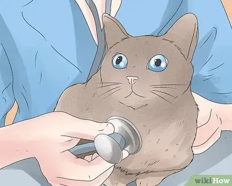 Image intitulée Care for an FIV Infected Cat Step 10