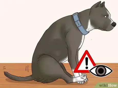 Image intitulée Stop a Dog from Biting Its Tail Step 4