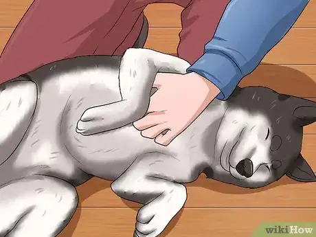 Image intitulée Rub a Dog's Tummy Step 6