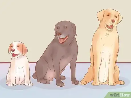 Image intitulée Choose a Dog Step 12