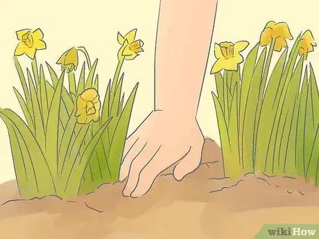 Image intitulée Transplant Daffodils Step 1