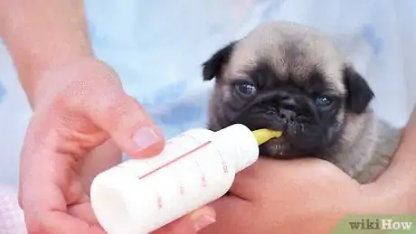 Image intitulée Take Care of a Weak Newborn Puppy Step 9