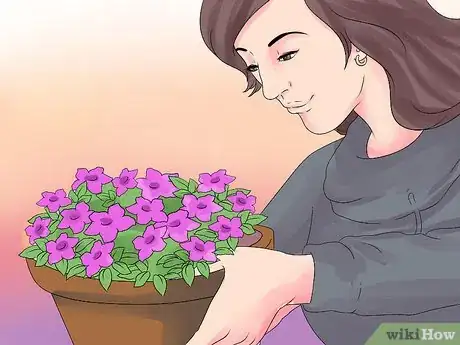 Image intitulée Grow Petunias Step 2