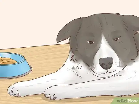 Image intitulée Increase Appetite in Dogs Step 11