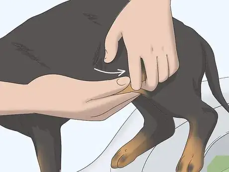 Image intitulée Express a Paralyzed Dog's Bladder Step 8