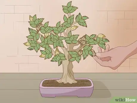 Image intitulée Grow and Care for a Bonsai Tree Step 5
