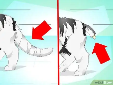Image intitulée Treat a Cat's Broken Tail Step 4