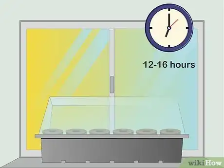 Image intitulée Grow Bamboo from Seed Step 7