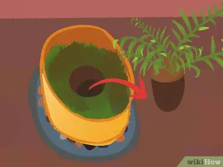 Image intitulée Grow Fern Indoors Step 10