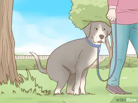 Image intitulée Take Care of a Dog Step 20