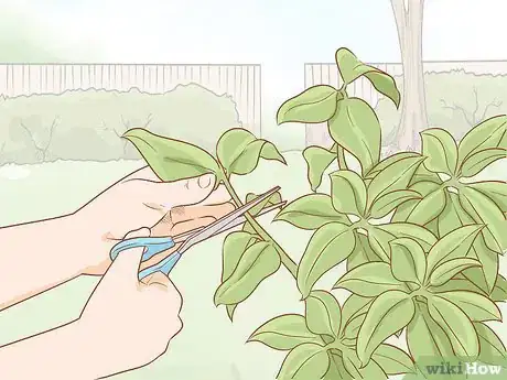 Image intitulée Get Rid of Powdery Mildew on Plants Step 15