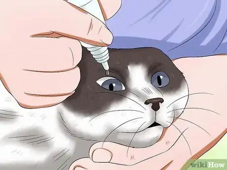 Image intitulée Give Your Cat Eye Drops Step 7