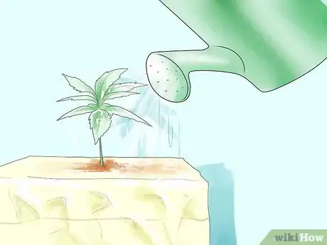 Image intitulée Grow Marijuana Hydroponically Step 11