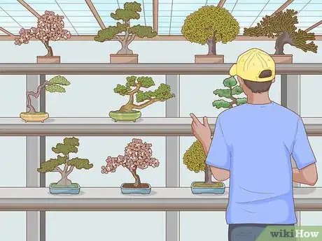 Image intitulée Grow and Care for a Bonsai Tree Step 4