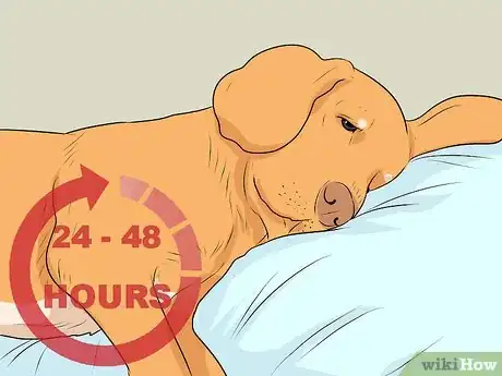 Image intitulée Treat a Dog with a Cold Step 7
