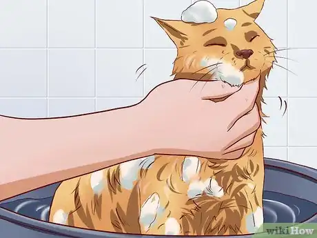 Image intitulée Get Your Cat to Tolerate a Bath Step 1