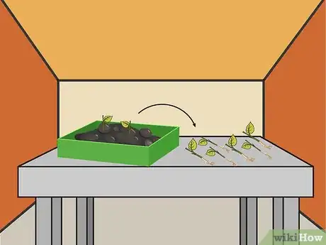 Image intitulée Grow a Chilli Plant from a Seed Step 7