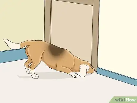 Image intitulée Introduce a Cat to a Dog Step 3