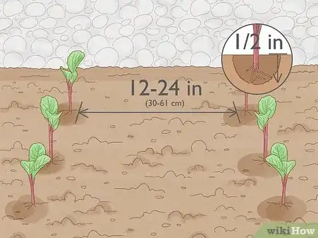 Image intitulée Plant Cabbage Step 9