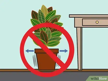 Image intitulée Care for a Croton Plant Step 04