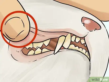 Image intitulée Diagnose Chronic Vomiting in Cats Step 6