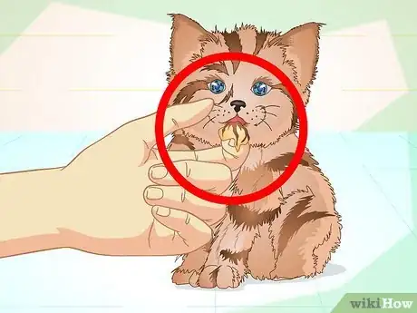 Image intitulée Get a Sick Kitten to Eat Step 7