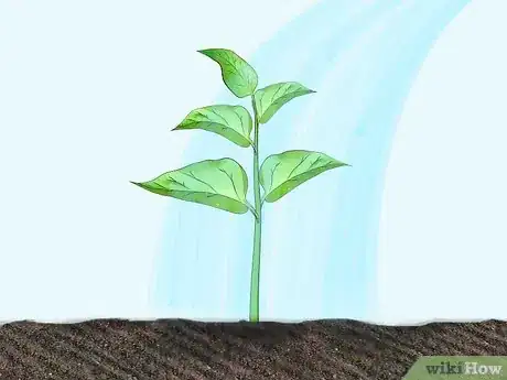 Image intitulée Grow Peppers Step 12