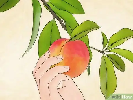 Image intitulée Plant a Peach Tree Step 13