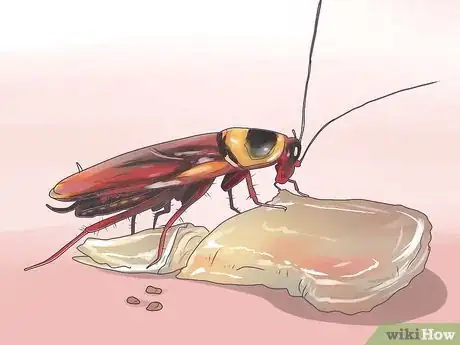 Image intitulée Identify a Cockroach Step 13