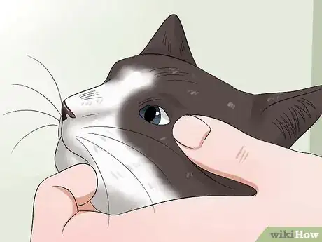 Image intitulée Give Your Cat Eye Drops Step 5