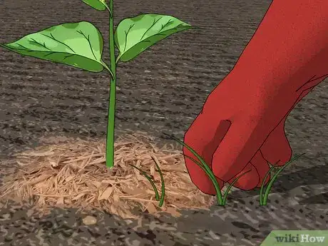 Image intitulée Grow Peppers Step 14