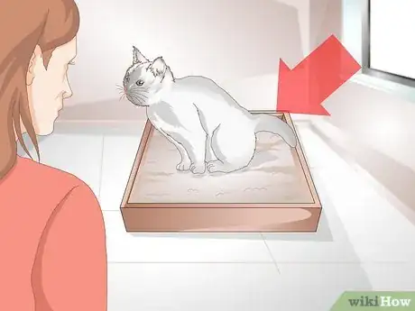 Image intitulée Tell if Your Cat Is Constipated Step 1