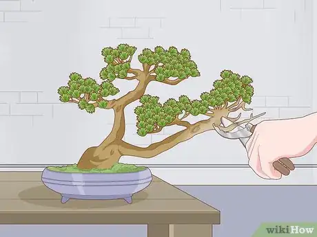 Image intitulée Grow and Care for a Bonsai Tree Step 11