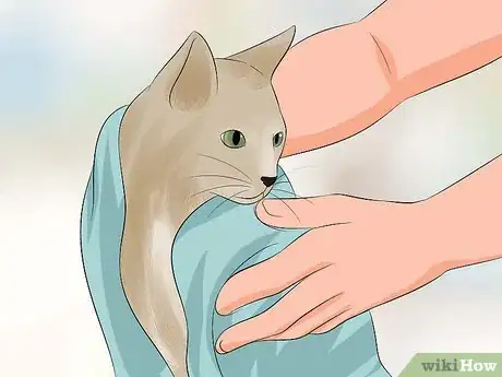 Image intitulée Make Your Cat's Fur Soft and Shiny Step 13