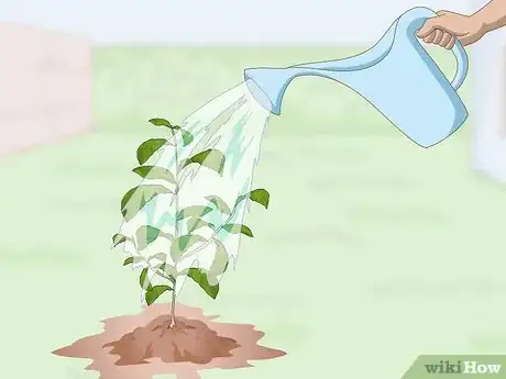 Image intitulée Grow a Tea Plant Step 10