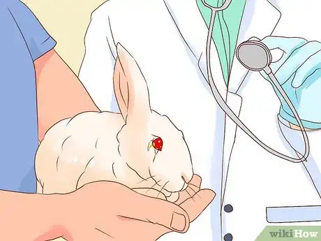 Image intitulée Deal with a Sick Rabbit Step 16