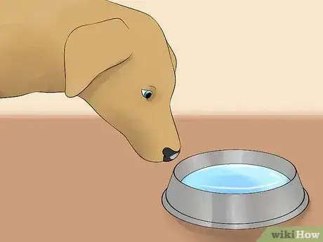 Image intitulée Make Your Dog Drink Water Step 11