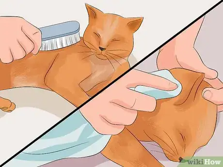 Image intitulée Make Your Cat's Fur Soft and Shiny Step 7