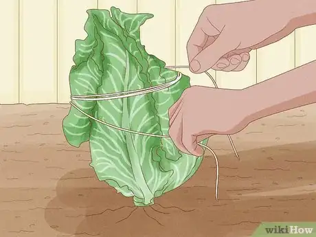 Image intitulée Grow Cauliflower Step 11