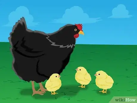 Image intitulée Raise Baby Chickens Step 20