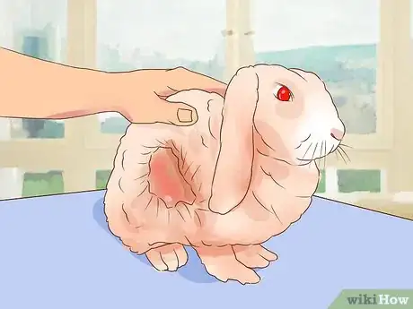 Image intitulée Deal with a Sick Rabbit Step 17