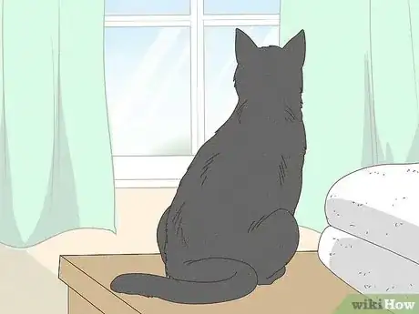 Image intitulée Keep a Cat from Running Away when It Is Moved Step 11